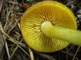 Tricholomopsis decora image