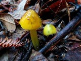 Hygrocybe olivaceonigra image