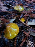 Hygrocybe olivaceonigra image