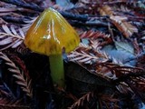 Hygrocybe olivaceonigra image