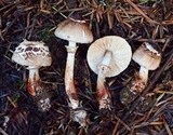 Lepiota flammeatincta image