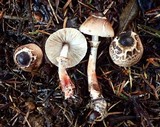 Lepiota flammeatincta image