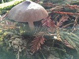 Pluteus petasatus image
