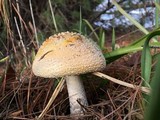 Amanita muscaria f. guessowii image