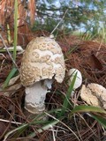 Amanita muscaria f. guessowii image