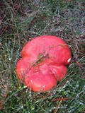 Russula sanguinaria image