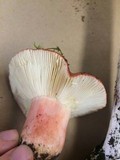 Russula sanguinaria image