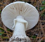 Amanita subcokeri image