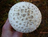 Amanita subcokeri image