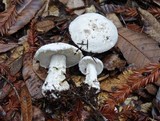 Amanita silvicola image