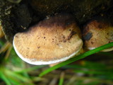 Fomitopsis cajanderi image