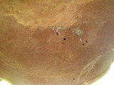 Fomitopsis cajanderi image