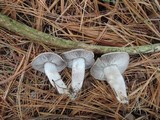 Tricholoma terreum image