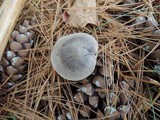 Tricholoma terreum image