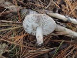 Tricholoma terreum image