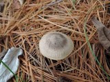 Tricholoma terreum image