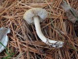 Tricholoma terreum image