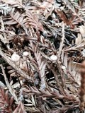 Micromphale sequoiae image