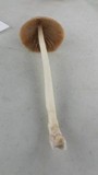 Conocybe tenera image