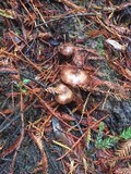 Armillaria sinapina image