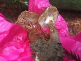 Armillaria sinapina image