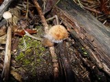 Spinellus fusiger image