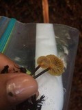 Xeromphalina cauticinalis image