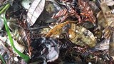 Gymnopus quercophilus image