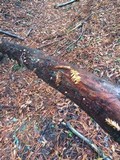 Micromphale sequoiae image