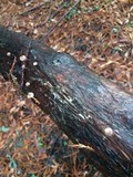 Micromphale sequoiae image