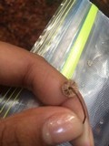 Micromphale sequoiae image