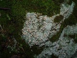 Dibaeis baeomyces image