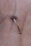 Cystoagaricus hirtosquamulosus image