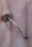 Cystoagaricus hirtosquamulosus image