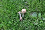 Leccinum snellii image