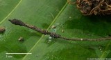 Xylaria arbuscula image