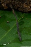 Xylaria arbuscula image