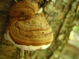 Fomes excavatus image