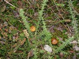 Entoloma formosum image