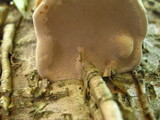 Fomes excavatus image