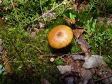 Entoloma formosum image