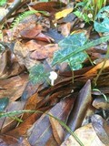Marasmius calhouniae image