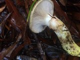Gomphidius oregonensis image