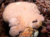 Cantharellus formosus image