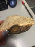 Fomitopsis cajanderi image