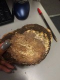 Fomitopsis cajanderi image