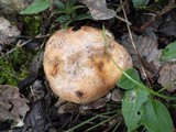 Hebeloma sinapizans image