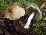Inocybe rimosa image