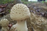 Amanita ravenelii image