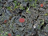 Leptogium phyllocarpum var. phyllocarpum image